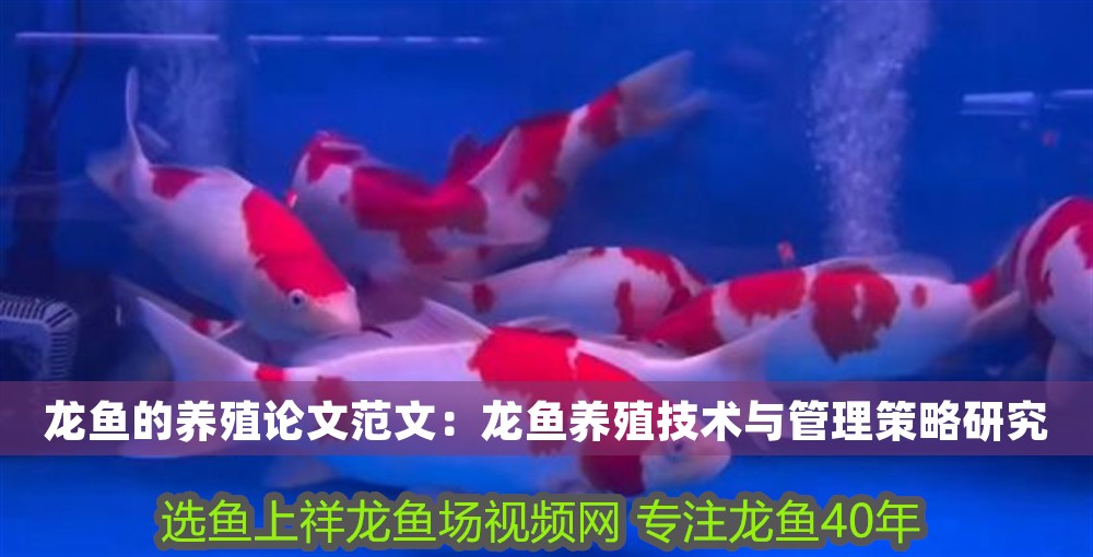 龍魚的養殖論文范文：龍魚養殖技術與管理策略研究 龍魚的養殖論文范文：龍魚養殖技術與管理策略研究 龍魚百科 第1張