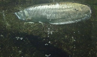 龍魚屬于淡水魚嗎為什么沒有魚鱗：龍魚屬于淡水魚嗎