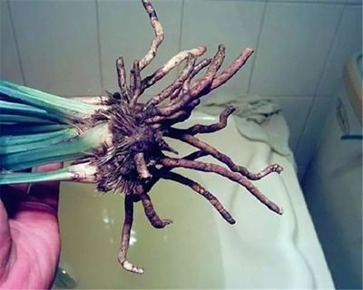 龍魚用甲硝銼：甲硝銼可以治療哪些病？