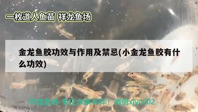 金龍魚膠有什么功效和禁忌（運動員如何使用金龍魚膠）