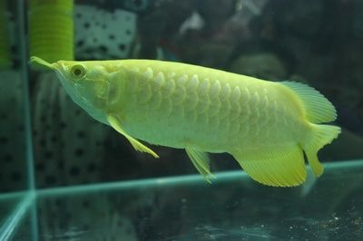 金龍魚不上色怎么回事：為什么我的金龍魚一年多了不上金色 金龍魚不上色怎么回事：為什么我的金龍魚一年多了不上金色 龍魚百科 第5張
