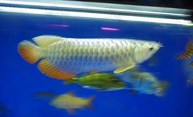 金龍魚不上色怎么回事：為什么我的金龍魚一年多了不上金色 金龍魚不上色怎么回事：為什么我的金龍魚一年多了不上金色 龍魚百科 第7張