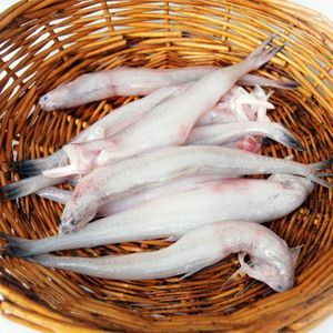 成年龍魚一天吃多少條蝦（成年龍魚一天吃多少）