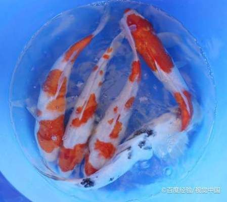 鑒別龍鳳鯉魚的誤區(qū)：如何區(qū)分龍鳳錦鯉的品種 鑒別龍鳳鯉魚的誤區(qū)：如何區(qū)分龍鳳錦鯉的品種 龍魚百科 第5張
