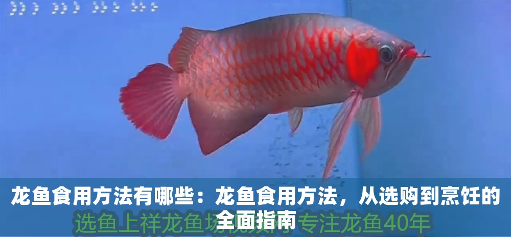 金龍魚活體百科知識視頻：金龍魚活體百科知識，品種、飼養與鑒賞指南