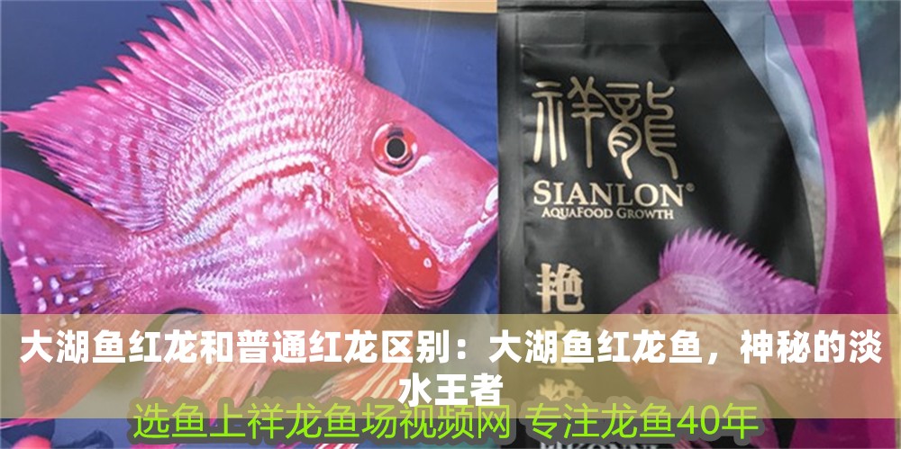 大湖魚紅龍和普通紅龍區別：大湖魚紅龍魚，神秘的淡水王者
