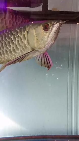 哪里可以找到高清的紅金龍魚攝影作品？