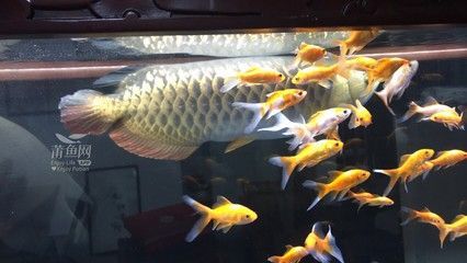 大金龍魚：養殖金龍魚的注意事項