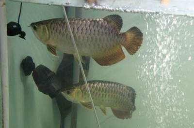 北京回收龍魚價格：北京回收龍魚價格信息