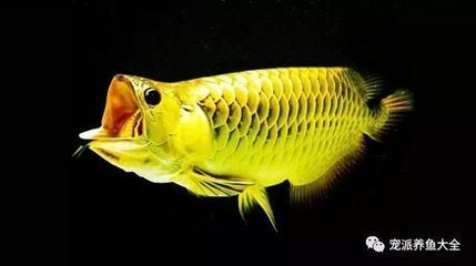 龍魚老頭魚還能長大嗎：關于“老頭魚還能長大嗎”的直接答案