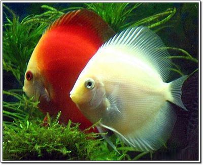 龍魚老撞缸蓋為什么不動：龍魚在魚缸中頻繁撞擊缸蓋的現(xiàn)象可能源于多種因素 龍魚老撞缸蓋為什么不動：龍魚在魚缸中頻繁撞擊缸蓋的現(xiàn)象可能源于多種因素 龍魚百科 第1張