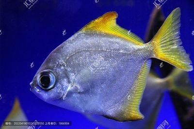 黃鰭鯧和龍魚混養(yǎng)