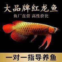 紅龍魚品牌推薦一下圖片大全集欣賞