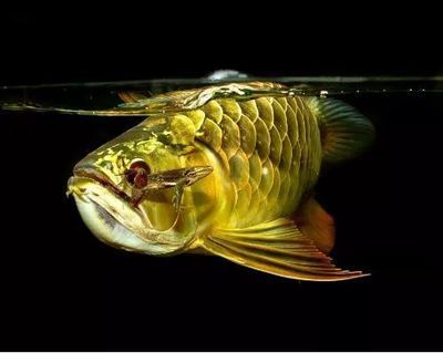 金龍魚顏色怎么發金光：金龍魚發色需要考慮基因、餌料、魚缸背景和燈光等因素 金龍魚顏色怎么發金光：金龍魚發色需要考慮基因、餌料、魚缸背景和燈光等因素 龍魚百科 第2張