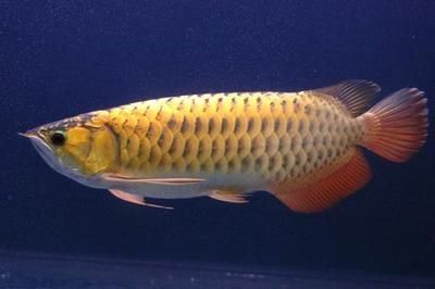 金龍魚顏色怎么發金光：金龍魚發色需要考慮基因、餌料、魚缸背景和燈光等因素 金龍魚顏色怎么發金光：金龍魚發色需要考慮基因、餌料、魚缸背景和燈光等因素 龍魚百科 第3張