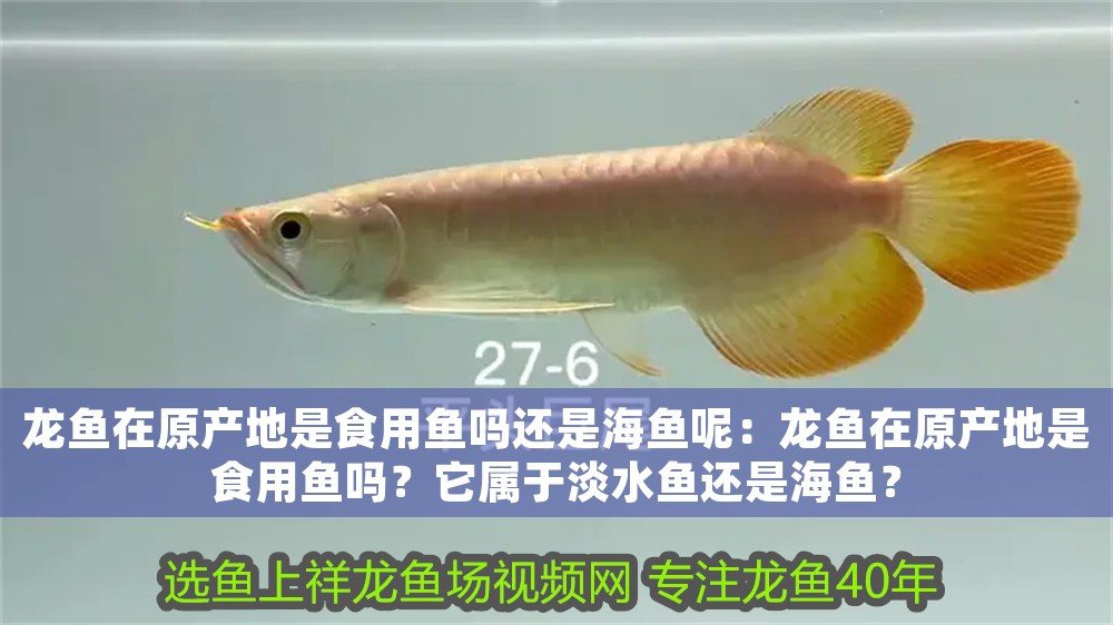 龍魚在原產(chǎn)地是食用魚嗎還是海魚呢：龍魚在原產(chǎn)地是食用魚嗎？它屬于淡水魚還是海魚？