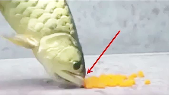 金龍魚繁殖后代從嘴里出來嗎：金龍魚的繁殖后代過程有一個獨特之處，被稱為口孵