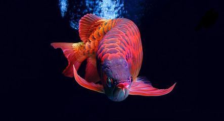 龍魚最貴的：最貴的龍魚品種有哪些？