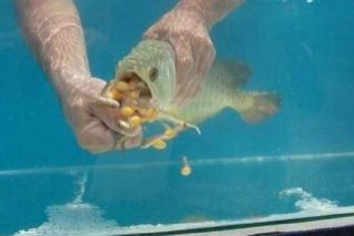 金龍魚一直張嘴呼吸還吐胃袋