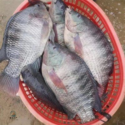 龍魚苗批發：龍魚苗批發業務涉及從養殖者或繁殖場購買大量龍魚幼魚