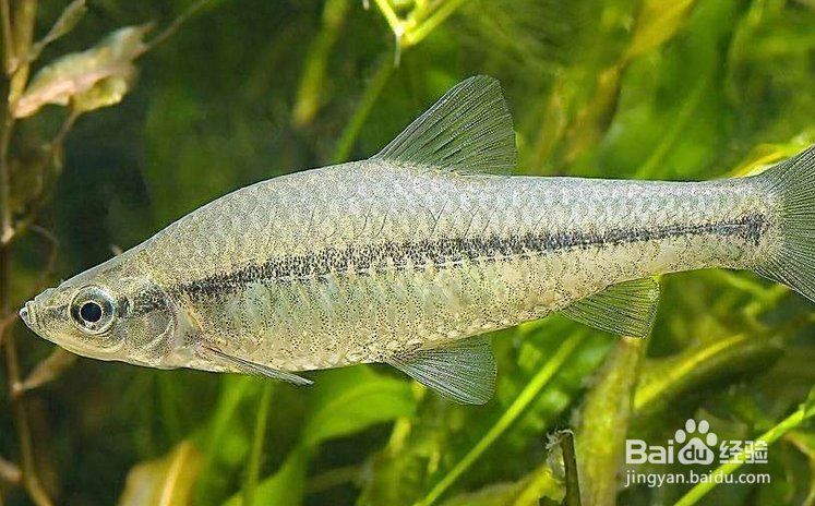 龍魚鰓蓋打傷后如何護理？ 龍魚鰓蓋打傷后如何護理？ 龍魚百科 第4張