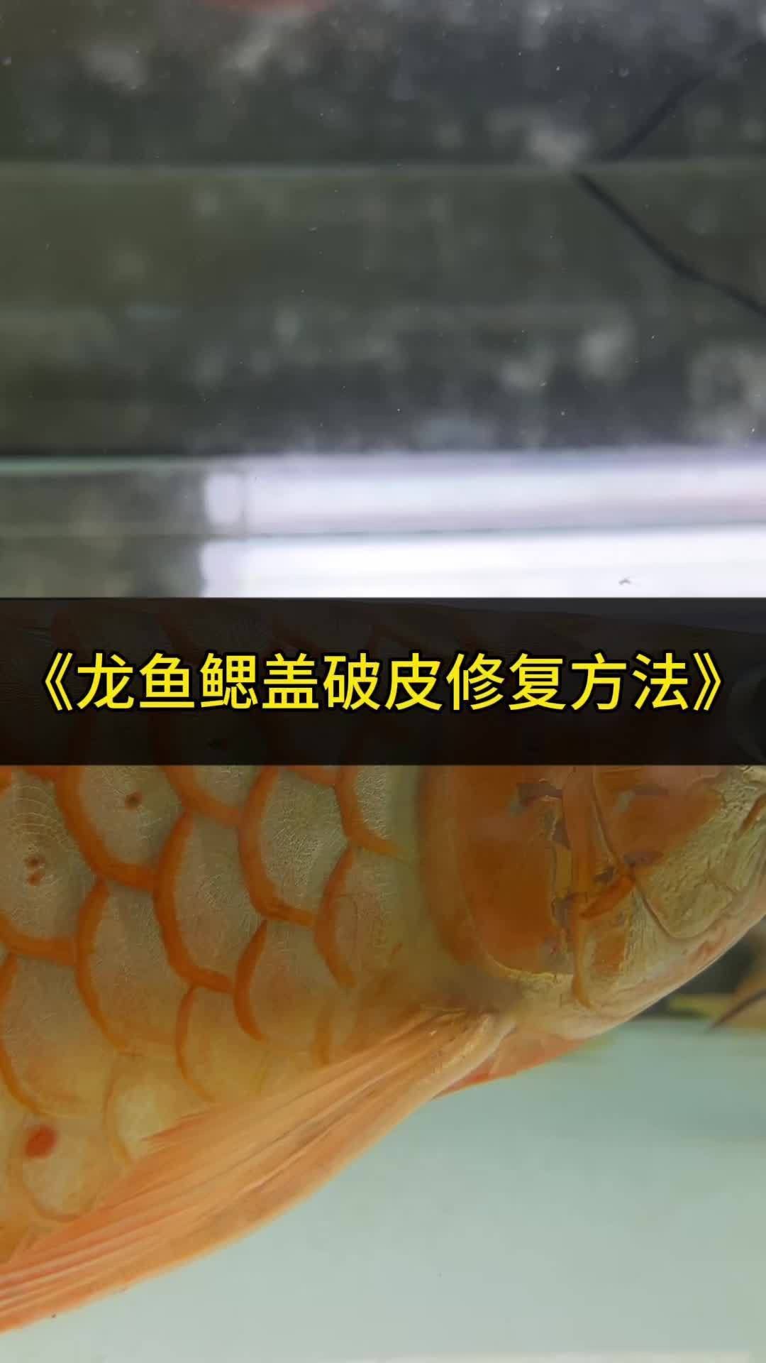 龍魚鰓蓋打傷后如何護理？ 龍魚鰓蓋打傷后如何護理？ 龍魚百科 第5張