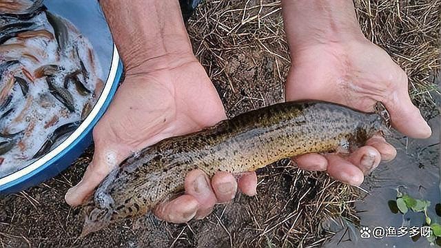 龍魚鰓蓋打傷后如何護理？ 龍魚鰓蓋打傷后如何護理？ 龍魚百科 第6張