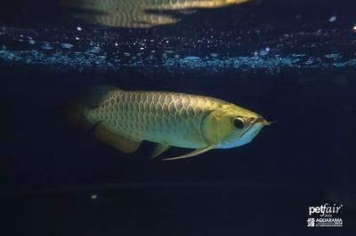 金龍魚賽級是什么意思：\"金龍魚賽級是什么意思 金龍魚賽級是什么意思：\"金龍魚賽級是什么意思 龍魚百科 第2張