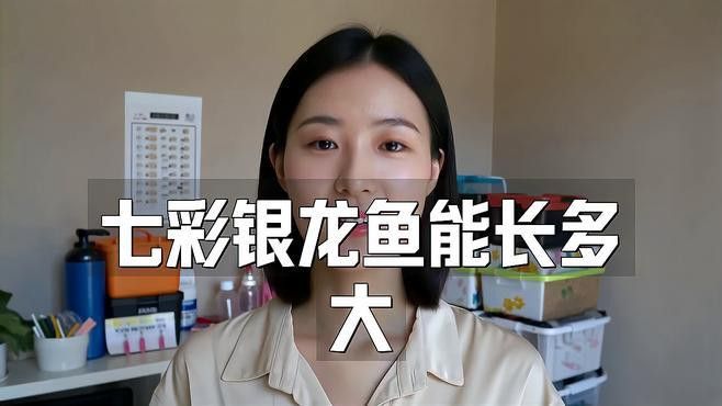小魚缸養銀龍魚