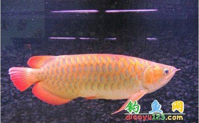 銀龍魚(yú)什么顏色最貴（過(guò)背金龍、皇冠龍魚(yú)和紅龍魚(yú)是銀龍魚(yú)中最貴的顏色品種）