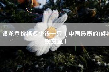 銀龍魚(yú)什么顏色最貴（過(guò)背金龍、皇冠龍魚(yú)和紅龍魚(yú)是銀龍魚(yú)中最貴的顏色品種）
