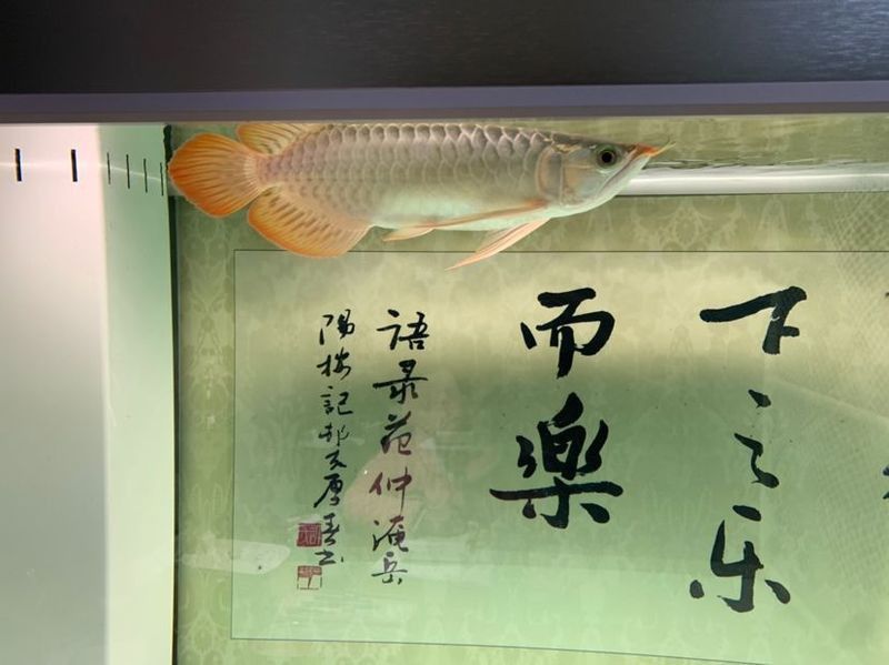 紅龍魚在繁殖期如何保持溫度？