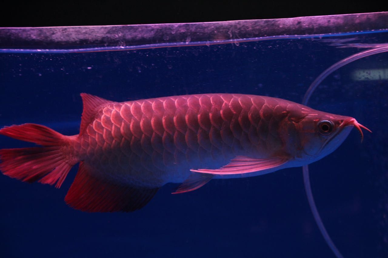 頂級紅龍魚：紅龍魚市場價格趨勢 頂級紅龍魚：紅龍魚市場價格趨勢 龍魚百科 第5張