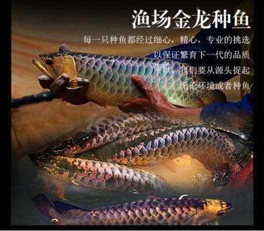 和興龍魚泗水