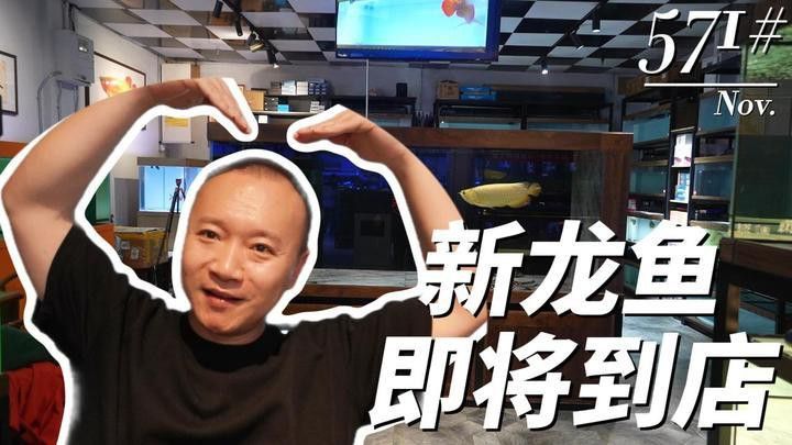 和興龍魚泗水