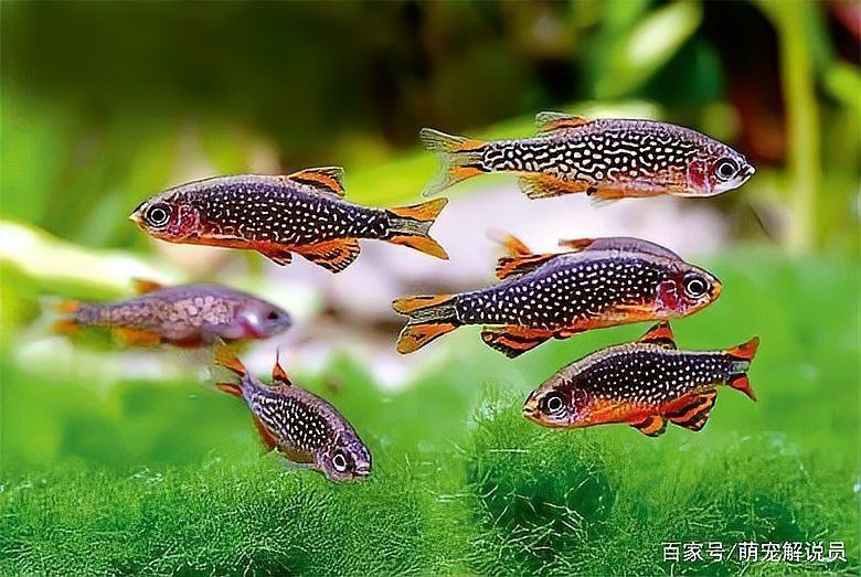 金鉆魚多少錢一只 龍魚百科 第2張 金鉆魚多少錢一只 金鉆魚多少錢一只 龍魚百科 第2張
