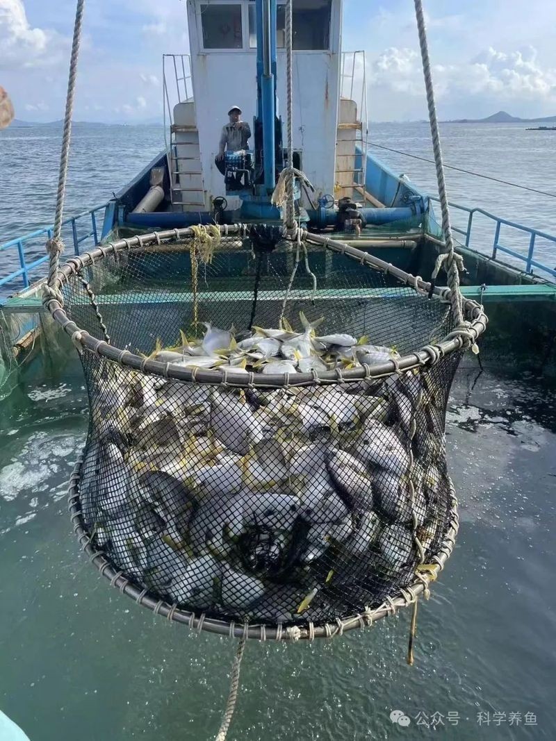 金鉆魚多少錢一只 龍魚百科 第12張 金鉆魚多少錢一只 金鉆魚多少錢一只 龍魚百科 第12張