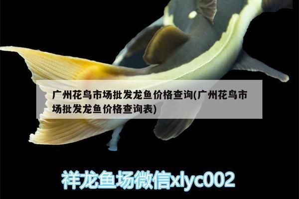 廣州花鳥市場批發龍魚價格表（廣州花鳥市場的龍魚價格表）