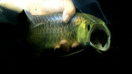 龍魚為什么老張嘴（龍魚老是張嘴可能由多種原因引起） 龍魚為什么老張嘴（龍魚老是張嘴可能由多種原因引起） 龍魚百科 第2張