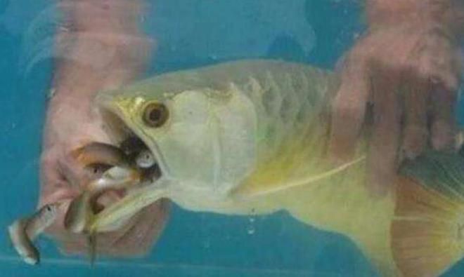 龍魚為什么老張嘴（龍魚老是張嘴可能由多種原因引起） 龍魚為什么老張嘴（龍魚老是張嘴可能由多種原因引起） 龍魚百科 第3張