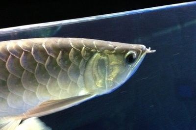 魚缸過濾器選購指南:自制魚缸過濾器魚缸上置過濾器對于養(yǎng)魚愛好者的必備知識 龍魚可以吃海水魚嗎:龍魚是海水魚嗎? 龍魚百科 龍魚可以吃海水魚嗎:龍魚是海水魚嗎? 龍魚可以吃海水魚嗎:龍魚是海水魚嗎? 龍魚百科