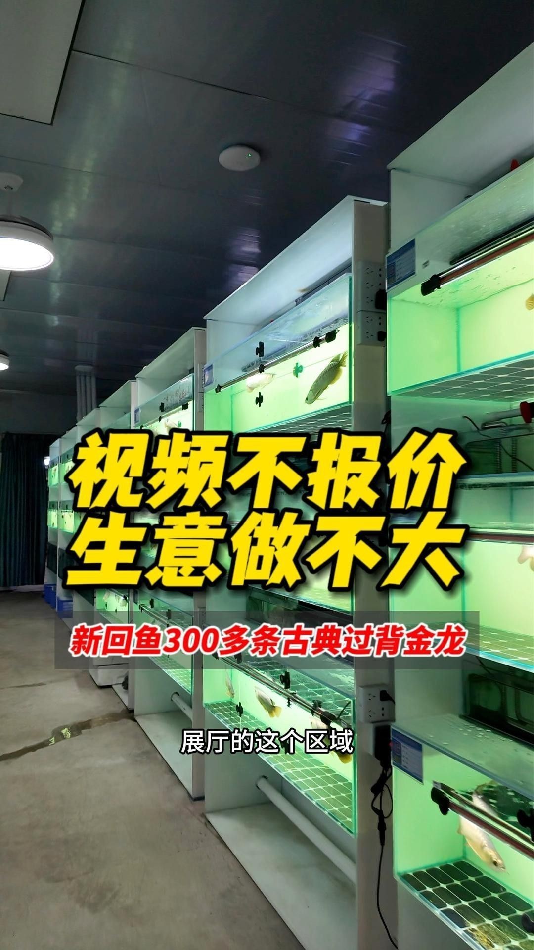 古典過背金龍魚有哪些品種