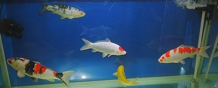 錦鯉是招財還是破財 錦鯉是招財還是破財 龍魚百科 第11張