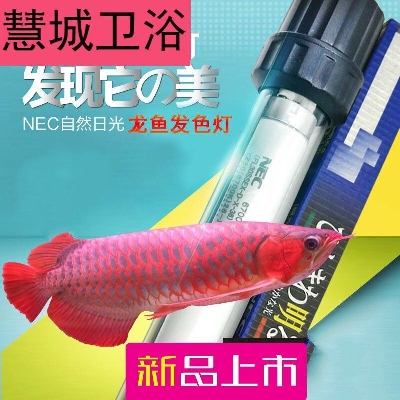 龍魚為什么要用三基色燈泡照：龍魚的顏色主要來源于光照