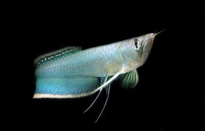 黑河龍魚專賣店：與黑河龍魚專賣店相關信息：黑河龍魚專賣店信息 黑河龍魚專賣店：與黑河龍魚專賣店相關信息：黑河龍魚專賣店信息 龍魚百科 第1張