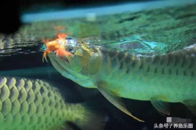 龍魚可以不喂活食嗎:龍魚可以不喂活食來飼養(yǎng)嗎? 龍魚百科 第3張 龍魚可以不喂活食嗎:龍魚可以不喂活食來飼養(yǎng)嗎? 龍魚可以不喂活食嗎:龍魚可以不喂活食來飼養(yǎng)嗎? 龍魚百科 第3張