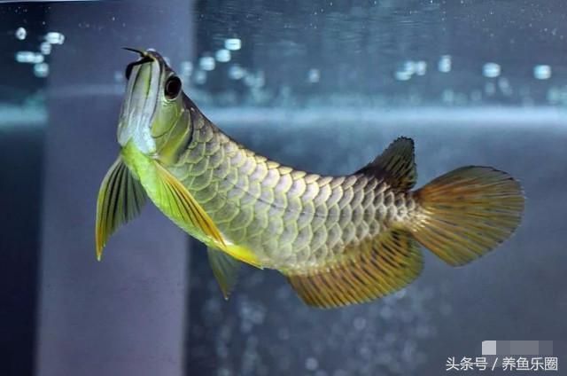 龍魚可以不喂活食嗎:龍魚可以不喂活食來飼養(yǎng)嗎? 龍魚百科 第4張 龍魚可以不喂活食嗎:龍魚可以不喂活食來飼養(yǎng)嗎? 龍魚可以不喂活食嗎:龍魚可以不喂活食來飼養(yǎng)嗎? 龍魚百科 第4張