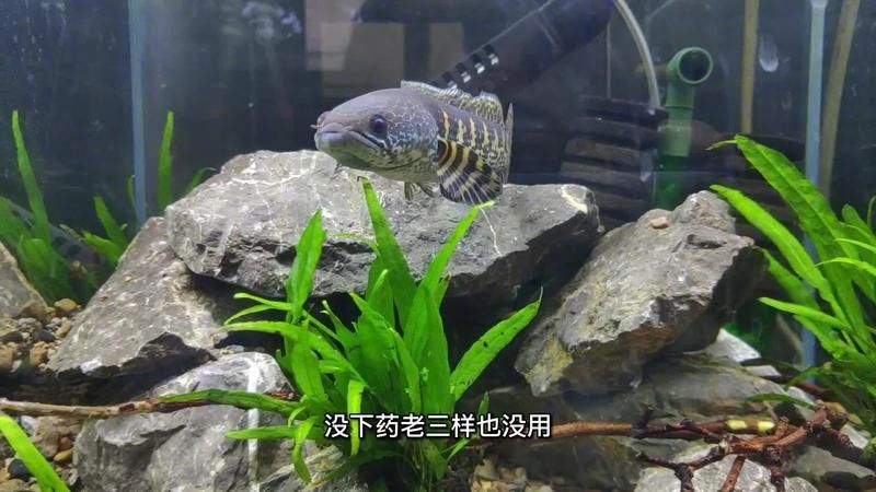 雷龍魚七彩蒙眼可以痊愈嗎