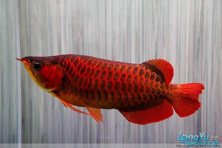 給我一些福龍魚的高清圖片