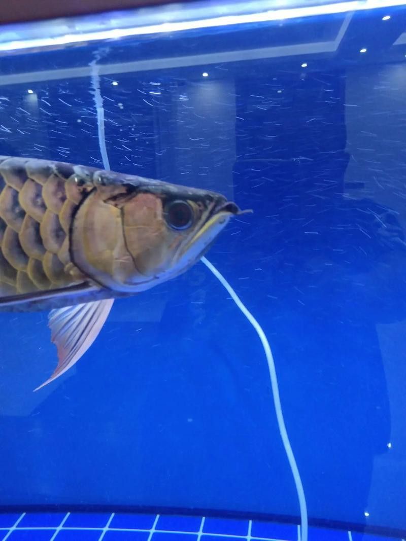 給我一些福龍魚的高清圖片